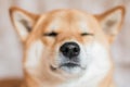 Close up portrait of a Shiba inu dog. Selective focus. Front view Royalty Free Stock Photo