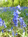 Close up of bluebells