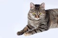 Close up portrait of short hair cat with bright yellow eyes and serious look. Tabby color, displeased face expression. Royalty Free Stock Photo