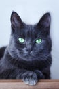 Close up portrait of shorthair cat of blue color. Blurred background. Impressive harsh and severe cat look. Animal in our home. Royalty Free Stock Photo