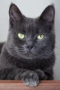 Close up portrait of shorthair cat of bluish gray color, with green eyes. Blurred background. Impressive harsh and severe animal l