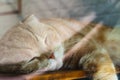 Close up portrait shot of beautiful brown tabby cat sleeping. View through a window of adorable kittens sleeping Royalty Free Stock Photo