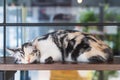 Close up portrait shot of black, brown and white sleeping cat. Adorable kitten sleeping, Selective Focus Royalty Free Stock Photo