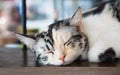 Close up portrait shot of black and white cat. Adorable kitten sleeping Royalty Free Stock Photo