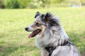 Close up portrait shot of a blue merle shetland sheepdog sheltie young dog