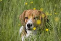 Close up  portrait shot of a cute beagle breed girl dog laying in the green grass of a field with a curious, attentive and interes Royalty Free Stock Photo