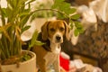 Close up  portrait shot of a cute beagle breed girl dog sitting with an attentive, curious and interested look on the couch of a r Royalty Free Stock Photo