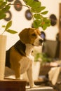 Close up  portrait shot of a cute beagle breed girl dog sitting with an attentive, curious and interested look on the couch of a r Royalty Free Stock Photo