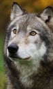 Gray wolf portrait