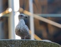 A close up portrait shot of seagull standing on a big stone in the city Royalty Free Stock Photo