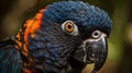 Close up portrait shot two Red Scarlet Macaw parrot bird nature blur bokeh background Royalty Free Stock Photo