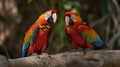 Close up portrait shot two Red Scarlet Macaw parrot bird nature blur bokeh background Royalty Free Stock Photo