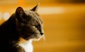 This close-up portrait showcases a gray domestic cat, captured in a moment when the sun illuminates its pink tongue