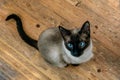 Close up portrait of Siamese cat with blue eyes looking upwards while sitting on wooden floor. High angle shot