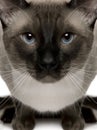 Close-up portrait of Siamese cat, 1 year old Royalty Free Stock Photo