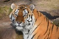 Close up portrait of Siberian Amur tiger Royalty Free Stock Photo