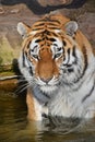 Close up portrait of Siberian Amur tiger Royalty Free Stock Photo