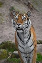 Close up portrait of Siberian Amur tiger Royalty Free Stock Photo