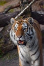 Close up portrait of Siberian Amur tiger Royalty Free Stock Photo