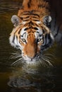 Close up portrait of Siberian Amur tiger Royalty Free Stock Photo