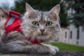 A close up portrait of the Siberian cat wearing adjustable red harness and leash set for safe walking,