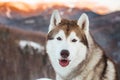 Close-up portrait of Siberian Husky dog sitting on the snow in winter forest at sunset on bright mountain background. Royalty Free Stock Photo