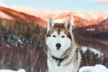 Close-up portrait of Siberian Husky dog sitting is on the snow in winter forest at sunset on bright mountain background. Royalty Free Stock Photo