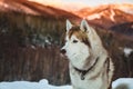 Profile portrait of Siberian Husky dog sitting is on the snow in winter forest at sunset on bright mountain background. Royalty Free Stock Photo