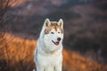 Close-up portrait of Siberian Husky dog sitting on the snow in the winter forest at sunset on mountain background Royalty Free Stock Photo