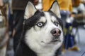 Close-up portrait siberian husky dog on street background. Cute husky dog with blue eyes look ahead. Royalty Free Stock Photo