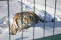 Close-up portrait of Siberian Tiger, Beautiful face portrait of