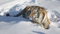 Close-up portrait of Siberian Tiger, Beautiful face portrait of Amur Tiger