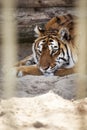 Close-up portrait of Siberian Tiger, Beautiful face portrait of