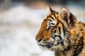 Close-up portrait of a Siberian tiger female, Panthera tigris altaica. Side view, photographed in nature, snow can be seen in Royalty Free Stock Photo