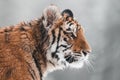 Close-up portrait of a Siberian tiger female, Panthera tigris altaica. Side view, photographed in nature, snow can be seen in Royalty Free Stock Photo