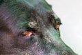 Close up portrait of a sick dog,diseased dog Royalty Free Stock Photo