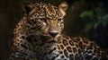 Close up portrait from side face ferocious carnivore leopard, stare or looking straight forward at nature background Royalty Free Stock Photo