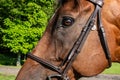 Close up portrait of the side view of a chestnut brown horse face and eye Royalty Free Stock Photo