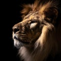 Close up portrait of side view lion& x27;s face on black background. lion head. king of jungle. Generative AI
