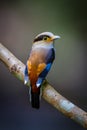 Close up portrait of Silver-breasted Broadbill Royalty Free Stock Photo