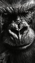Close up portrait of a silverback gorilla with soft background blur for dramatic visual impact Royalty Free Stock Photo