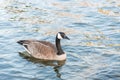 Single Canada Goose swimming on calm lake at sunset in springtime close-up portrait Royalty Free Stock Photo
