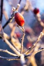 A close up portrait of a single frozen rose hip, haw or hep standing upright on a branch of the bush it grew on in golden hour Royalty Free Stock Photo