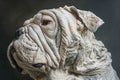 Close Up Portrait of a Single Shar Pei Dog with Wrinkled Skin Looking to the Side on a Dark Background