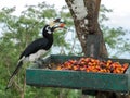 Close up portrait of Single Wild Oriental pied hornbill Bird Anthracoceros albirostris eating red wild fruits in Green Basket