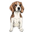 Close-up portrait of sitting Beagle dog. Colored illustration. Vector engraved art. Friendly smilling puppy isolated on