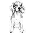 Close-up portrait of sitting Beagle dog. Vector engraved art. Friendly smilling puppy isolated on white background. Pet