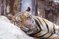 A portrait of sleeping Bengal tiger in the zoo. Royalty Free Stock Photo