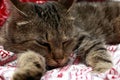 Close-up portrait of a sleeping cat on the bed, selective focus on nose and eyes. pet content concept, friendship of people with