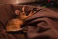 Close-up portrait of a sleeping cute somali breed kitten little cat is sitting on a sofa. Royalty Free Stock Photo